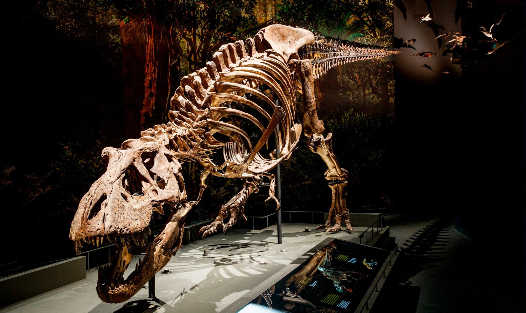 Naturalis Biodiversity Center_ © Mike Bink_